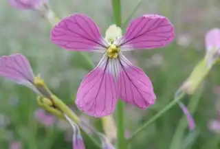 Редька масличная