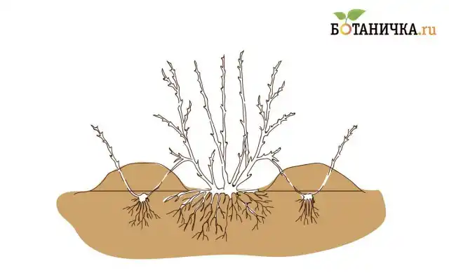 Рис. 3. Размножение дугообразными отводками