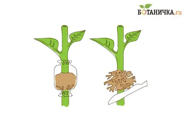 Рис. 5. Размножение воздушными отводками