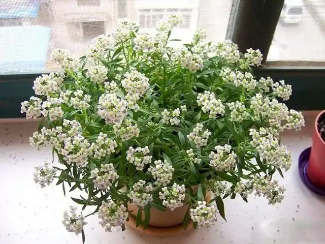 Алиссум, или Лобулярия морская (Lobularia maritima)