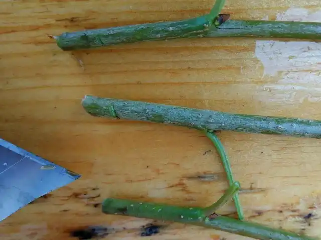 На нижней части черенка, где планируются корни, желательно сделать пару-тройку царапин на коре