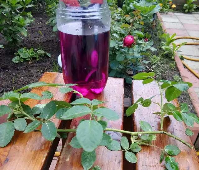 При черенковании быстрее пустит корни та веточка, которая росла вбок, склонялась к земле, затенялась