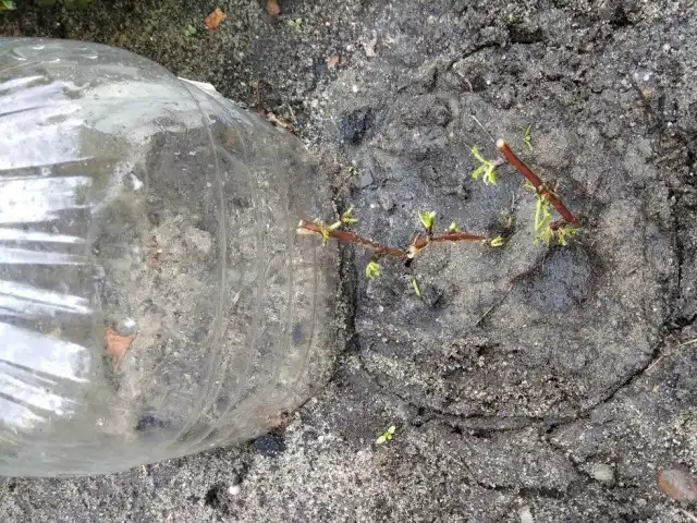 Очень удобно накрывать черенок отрезанной пластиковой бутылкой