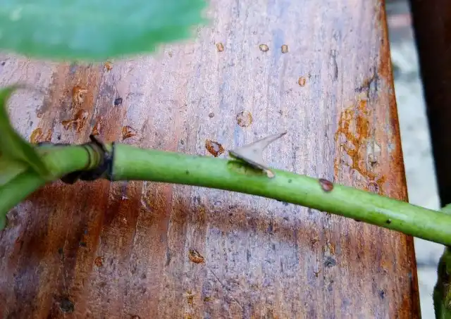 Если шип розы легко отламывается при нажатии в сторону — смело нарезайте черенки!