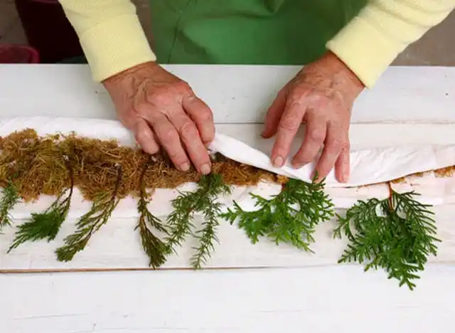 Черенкование хвойных «в улитке»