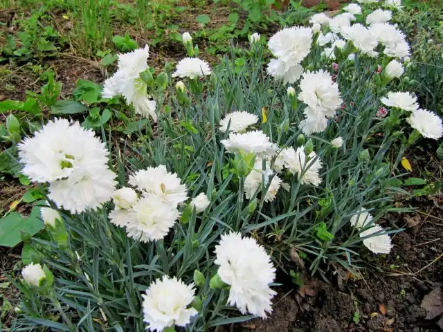 Гвоздика Шабо "Монблан" (Dianthus caryophyllus 'Mont Blanc').