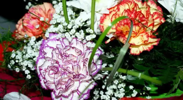 Гвоздика Шабо "Пикоти фэнтези" (Dianthus caryophyllus 'Picotee Fantasy')