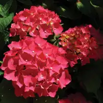 Гортензия крупнолистная ‘Red Sensation’