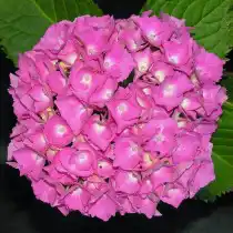 Гортензия крупнолистная ‘Europe’