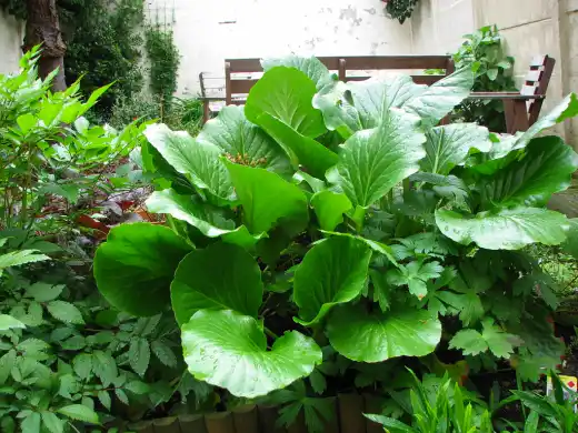 Замечательное качество кларкии ноготковой - она прекрасно и долго стоит в срезке, распуская все бутоны.