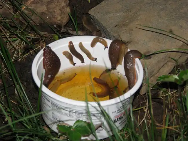 Пивная ловушка для слизней