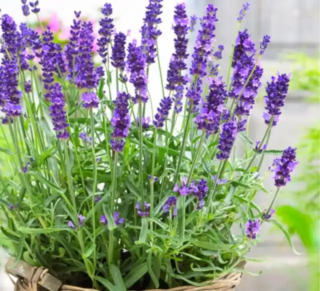 При повышенных температурах лаванда лучше чувствует себя на свежем воздухе