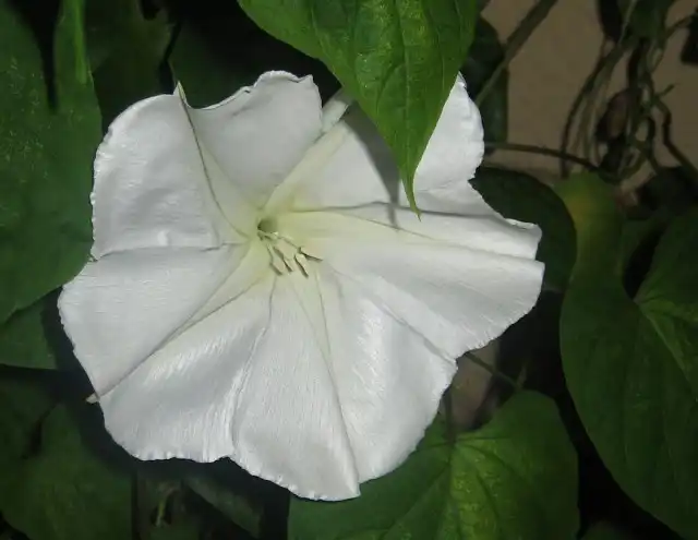 Ипомея белая, или Ипомея лунноцветущая. (Ipomoea Alba)