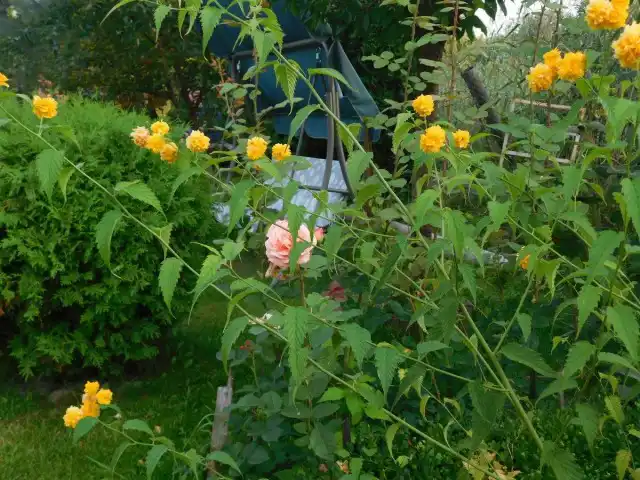 Керрия японская декоративна в любое время года, даже зимой