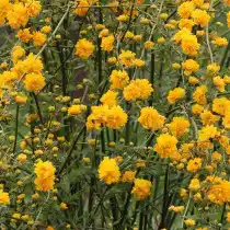 Керрия японская 'Pleniflora'