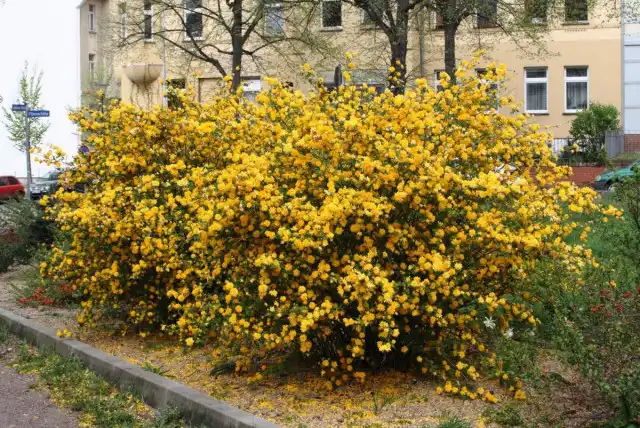 Керрия японская - куст крупный и привлекающий внимание, а значит, отличный солитер