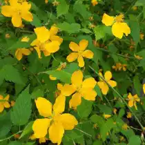 Видовая форма керрии японской