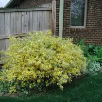 Керрия японская 'Variegata'