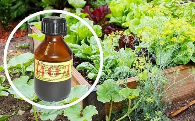 Йод уничтожает болезнетворную грибную микрофлору на растениях