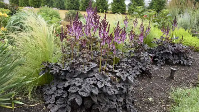 Сорт «Дарк Сайд Оф Зе Мун» (Astilbe arendsii 'Dark Side of the Moon'), или «Темная сторона луны» считается единственной астильбой с темно-коричневыми листьями и фиолетовыми цветками.