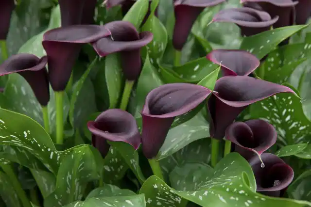 Калла «Одесса» (Calla 'Odessa') — одна из самых темных калл с темно-фиолетовым покрывалом.