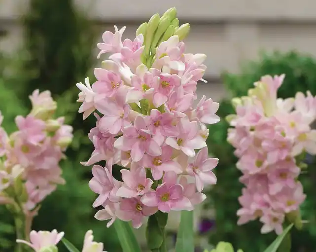 Благодаря эффектной внешности и сильному благоуханию тубероза популярна во всем мире