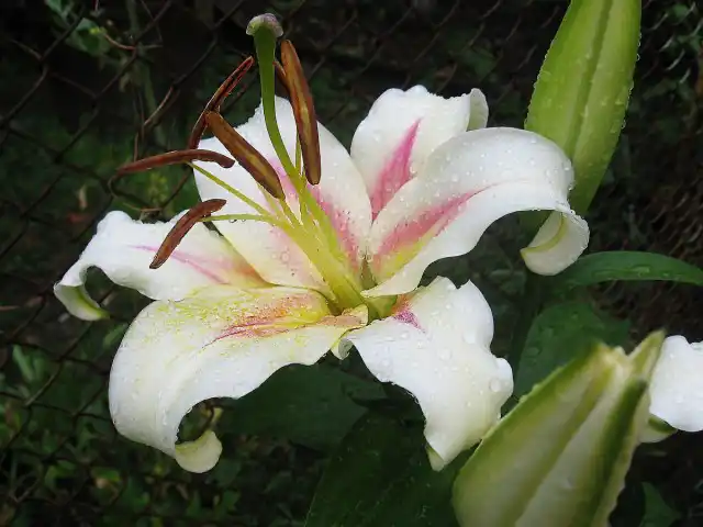 Лилия "Бомбини" - у ОТ гибридов лилий не столь навязчивый и душный запах как у восточных