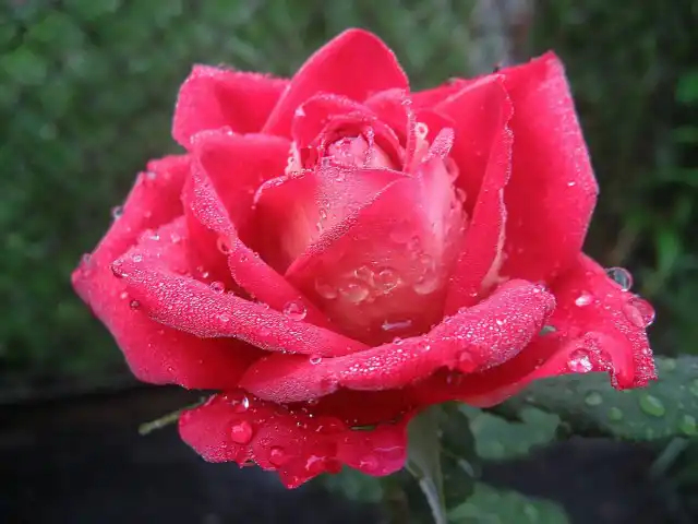 Сильнее всего благоухание роз ощущается в утренние часы