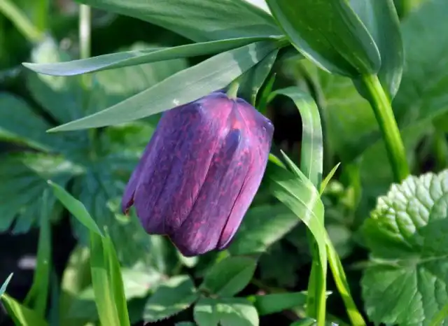 Рябчик широколистный