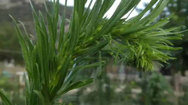 Мелколепестник канадский (Erigeron canadensis)