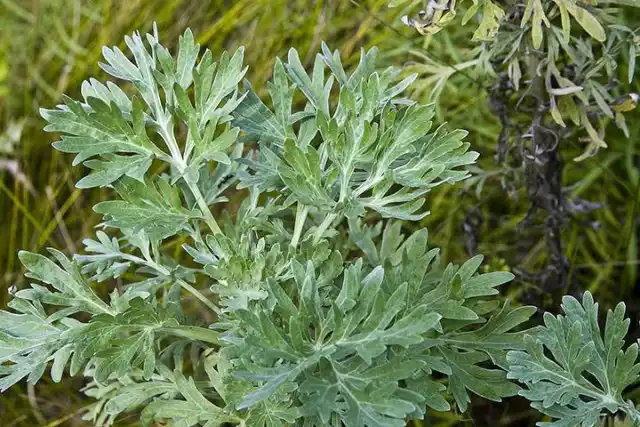 Полынь горькая (Artemisia absinthium)