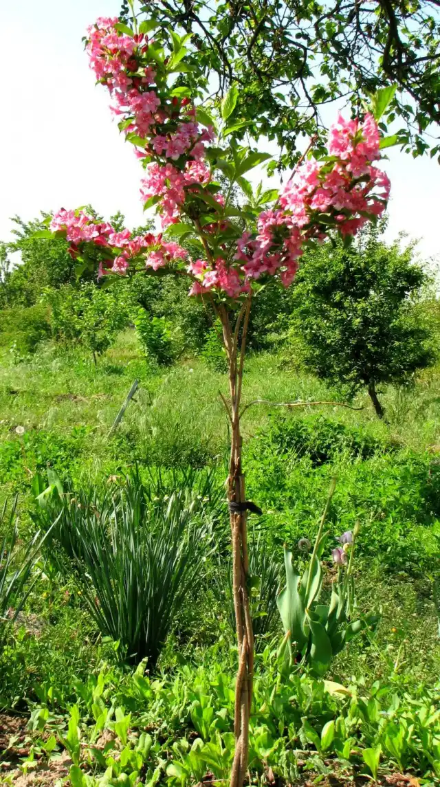 Я решил сформировать вейгелу на штамбе, но не обычном, а переплетенном и сращенном из трёх ветвей