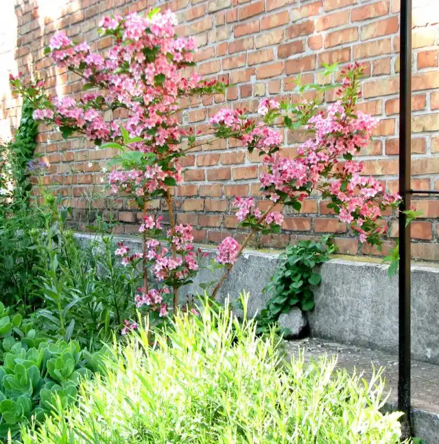Одна из моих вейгел полдня находится в тени дома, это не мешает ей обильно цвести