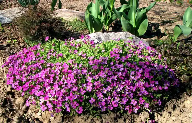 Обриета прекрасно себя чувствует в компании камней