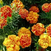 Прямостоячие бархатцы (Tagetes erecta) Queen Sophia