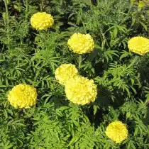 Прямостоячие бархатцы (Tagetes erecta) Zitronen prinz