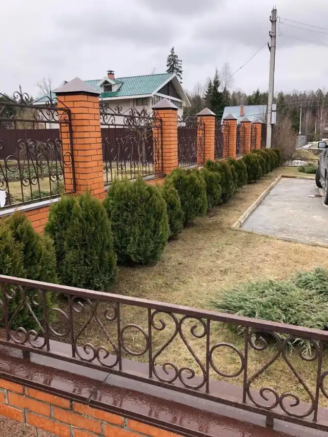 Туи после обтряски весной