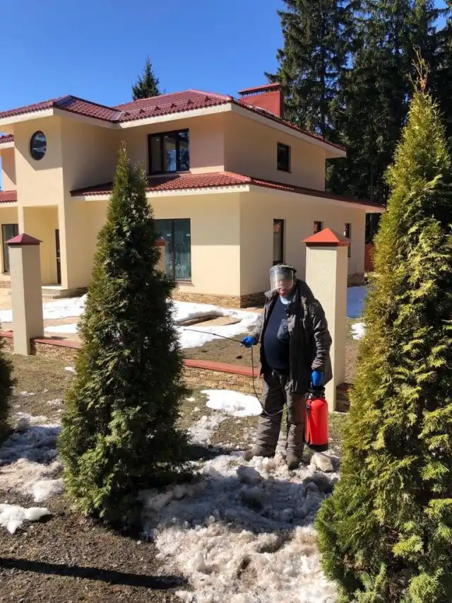 Весенняя обработка туй от болезней и вредителей