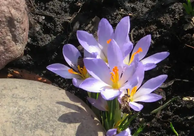 Крокус «Блю Перл» (Blue Pearl)