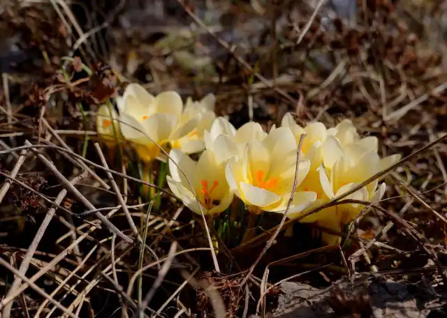 Крокус «Крем Бьюти» (Cream Beauty)