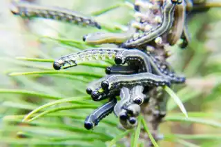 Пилильщик на ветвях хвойного растения