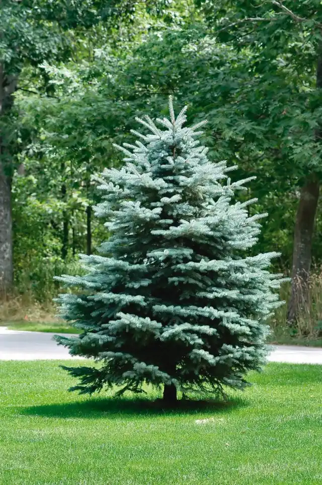 Хвойное дерево или кустарник на участке – это всегда здорово, а много хвойных - ещё лучше