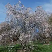 Вишня эдосская (Prunus yedoensis)