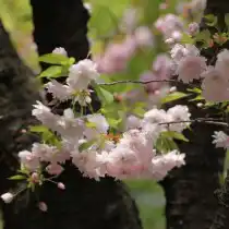 Горная сакура (Prunus Jamasakura)