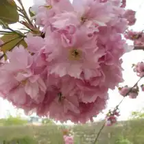 Вишня мелкопильчатая (Prunus serrulata)