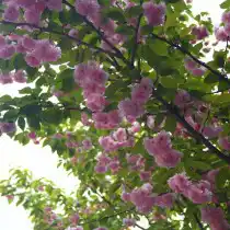 Вишня остропильчатая (Cerasus serrulata)