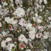 Вишня железистая (Prunus glandulosa)