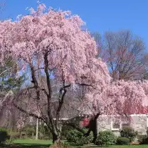 Вишня короткощетинистая (Prunus subhirtella)