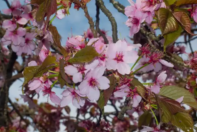 Вишня саржента (Prunus sargentii)