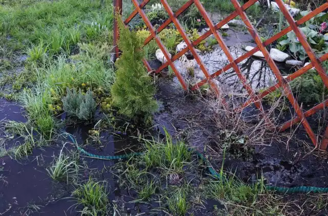 Не всем растениям в этой клумбе удалось пережить потоп